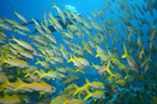 Mozambique Scuba Diving Holidays