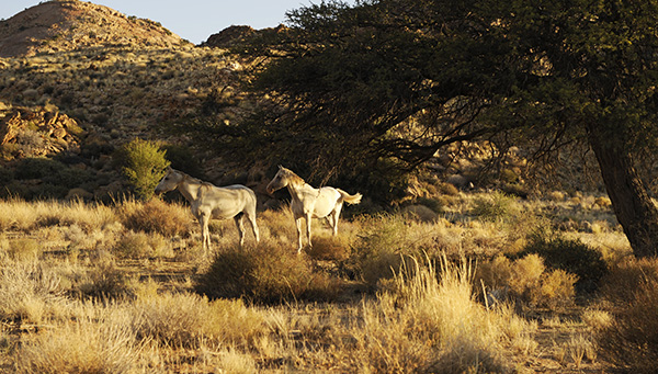 wild horses of Aus Namibia