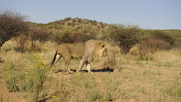 Picture taken at Damaraland Namibia