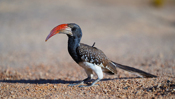 Picture taken at waterberg Namibia