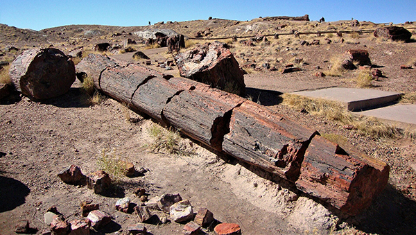 Picture taken at Petrified Forest Namibia