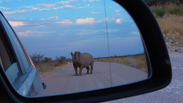 self drive safari Namibia