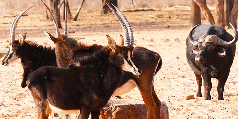 Waterberg game drive