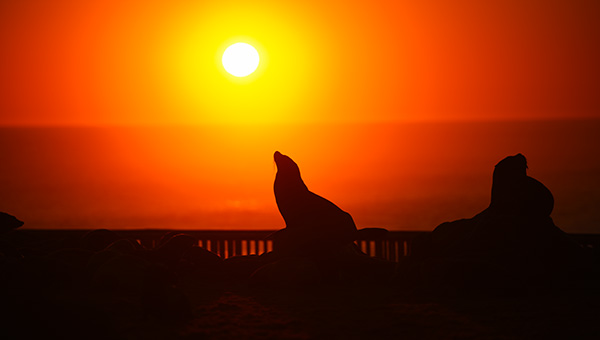 Picture taken at Cape Cross Namibia