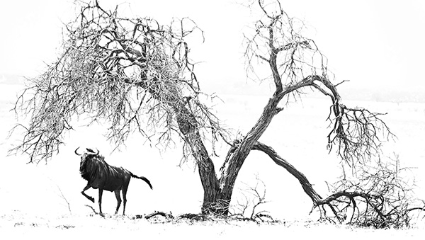 Picture taken at Etosha Pan Etosha National Park Namibia