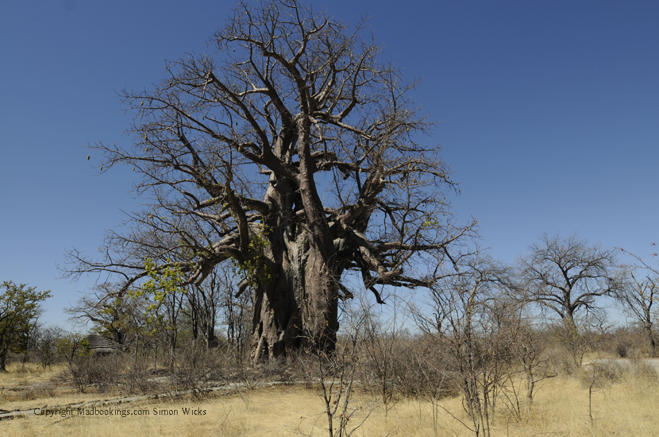 Botswana holiday and travel experience