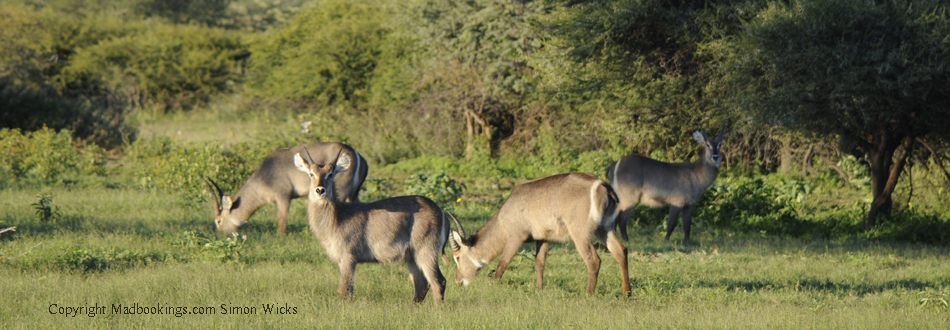 Botswana holiday and travel experience