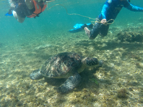 Apo Island