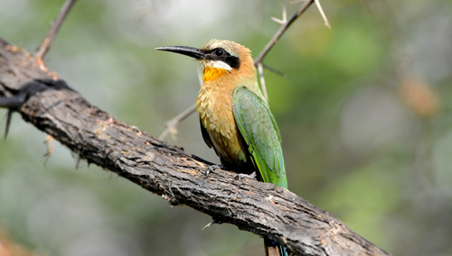 Botswana Guide