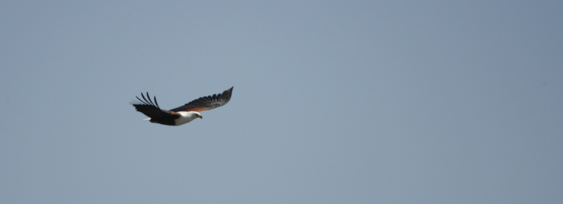 Botswana Guide