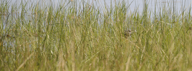 Botswana Guide