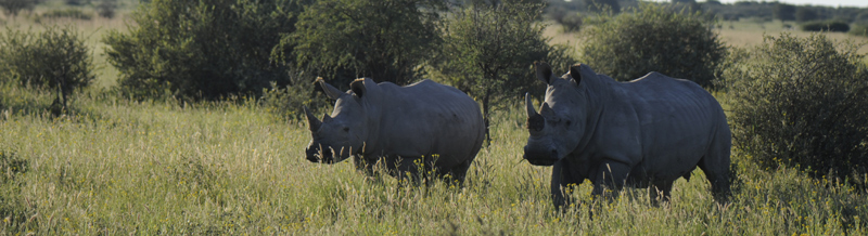 Botswana Guide