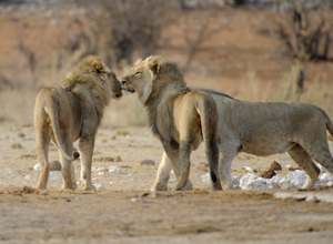 Botswana