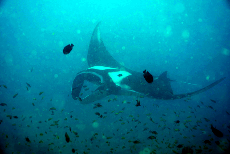 Diving Mozambique