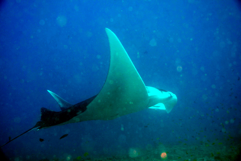 Diving Mozambique