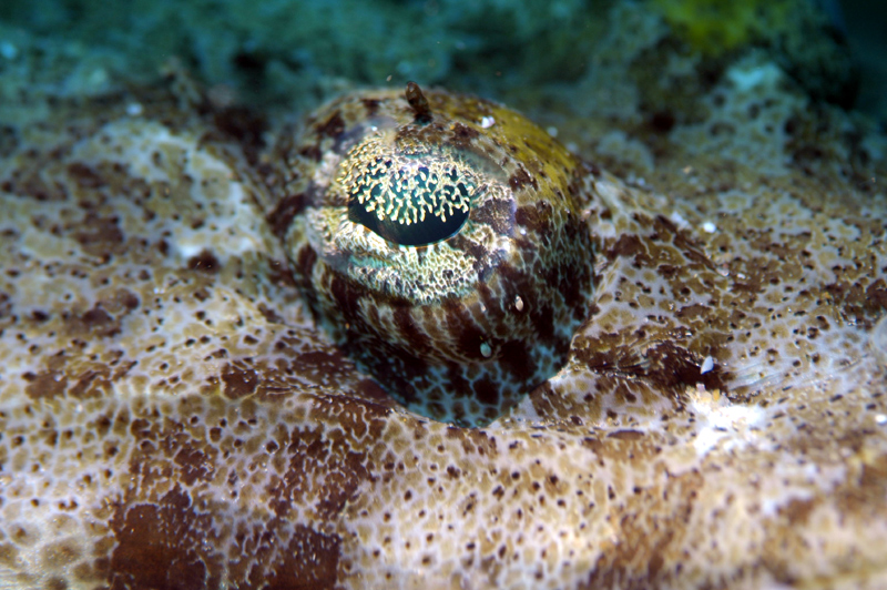 Diving Mozambique