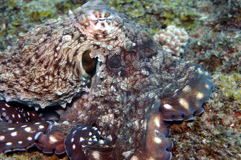 Diving Mozambique