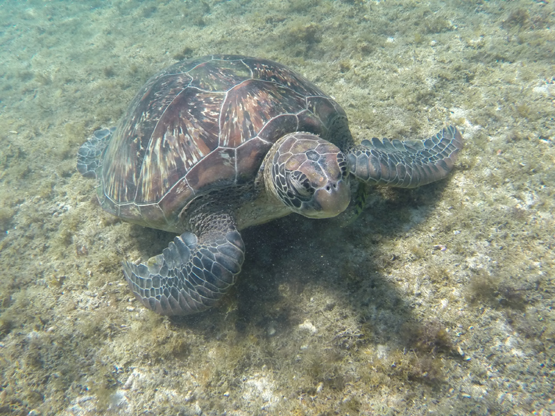 Diving Mozambique