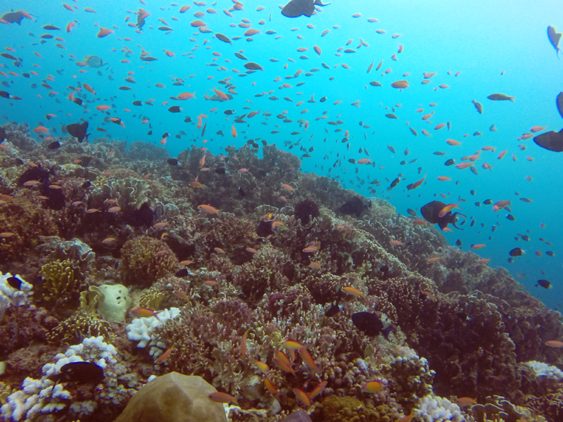 Diving Mozambique