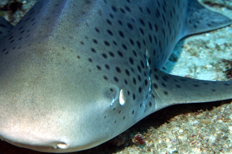 Diving Mozambique