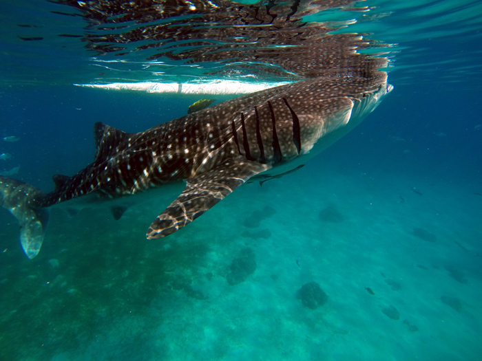 Diving Mozambique