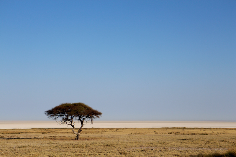 Etosha Namibia