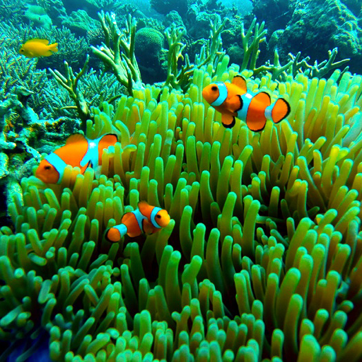 Clownfish