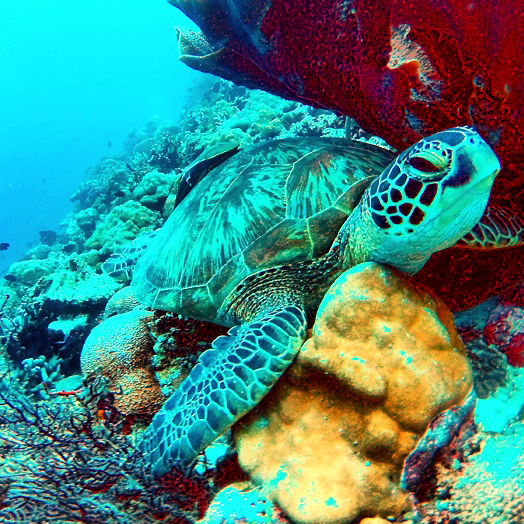 Hawksbill Turtle