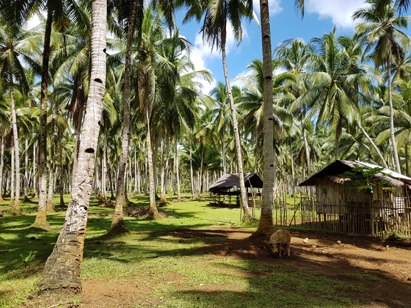 Siargao Island