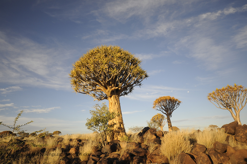 Quiver Tree Forest Camp Keetmanshoop