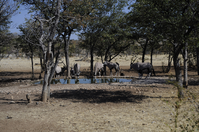 Picture taken at Mondjila Safari Camp Etosha National Park Namibia