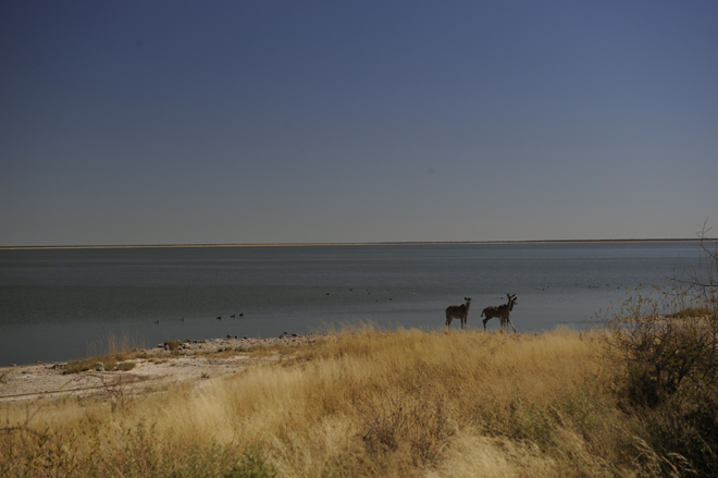 Picture taken at Onkoshi Etosha National Park Namibia