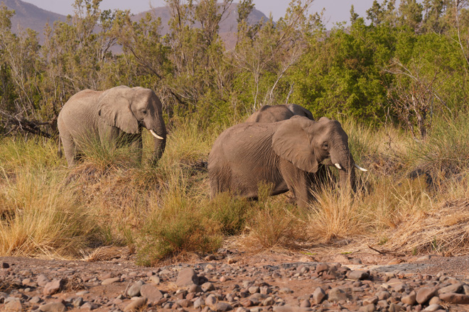 Picture taken at Palmwag Lodge Damaraland Namibia