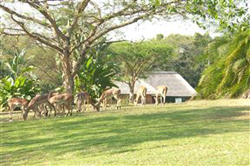 Kruger Park Shongwe Ingwe