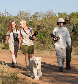 Lion Tree Lodge