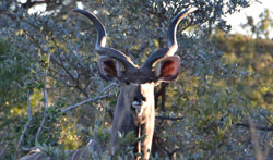 Sediba Private Game Lodge